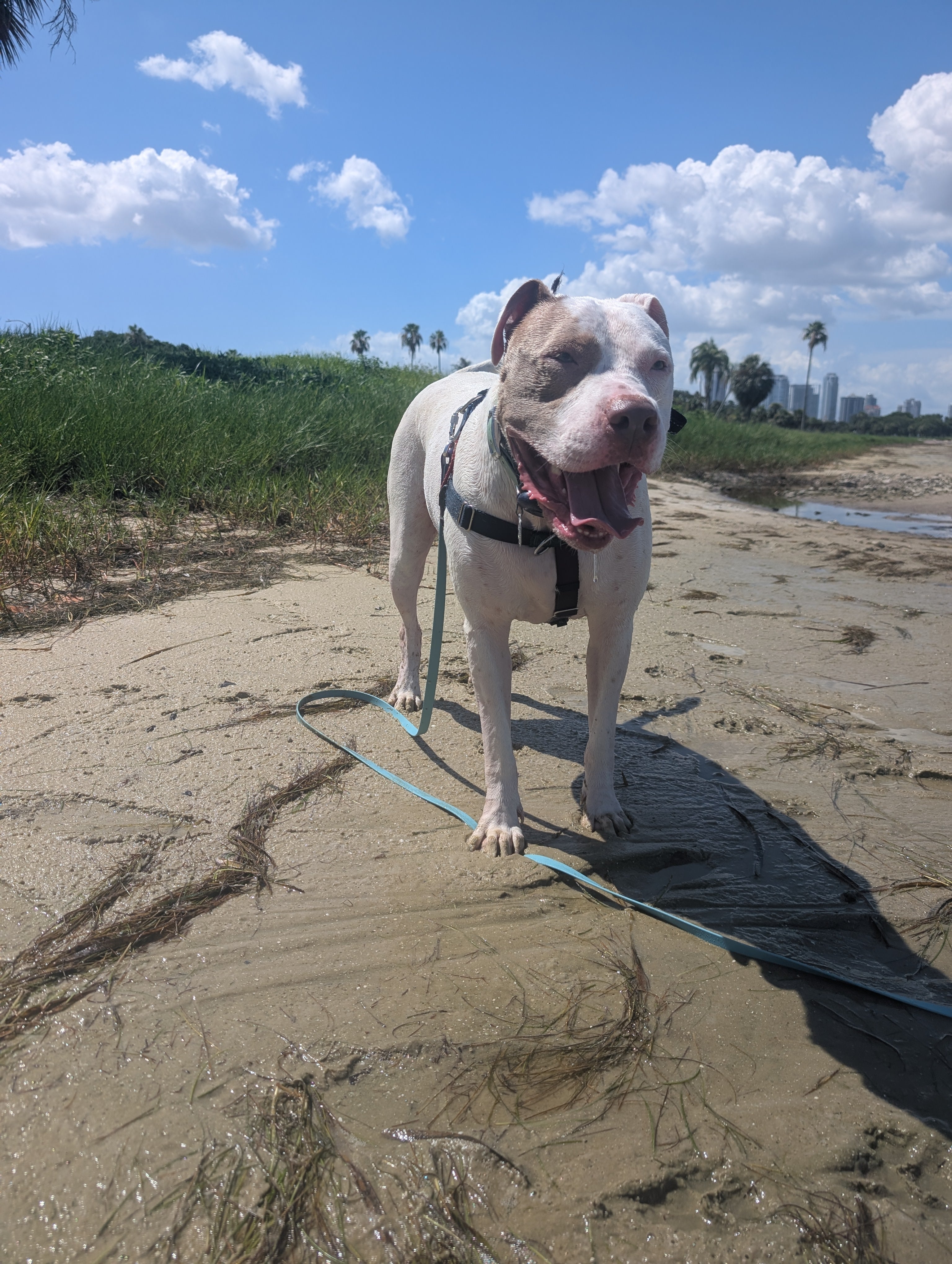 Dog standing on a sandy beach with a leash, surrounded by greenery and palm trees. City of St. Petersburg skyline is visible in the background. 