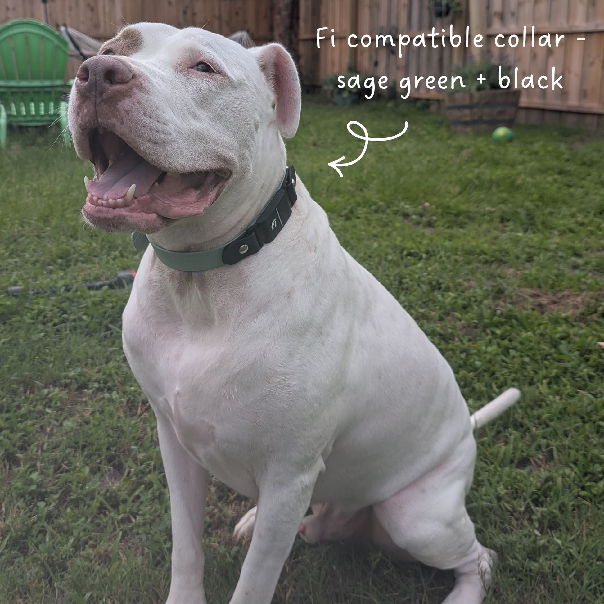 White dog wearing a sage green and black biothane collar with text about being Fi compatible.
