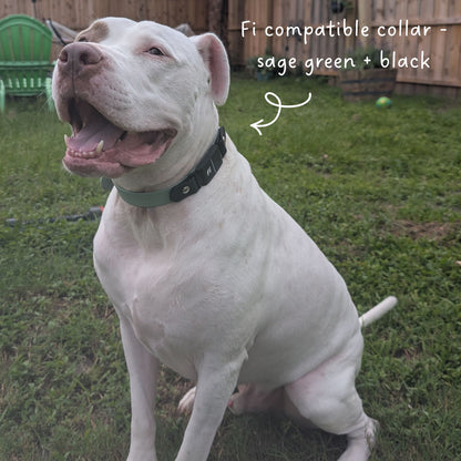 White dog wearing a sage green and black biothane collar with text about being Fi compatible.
