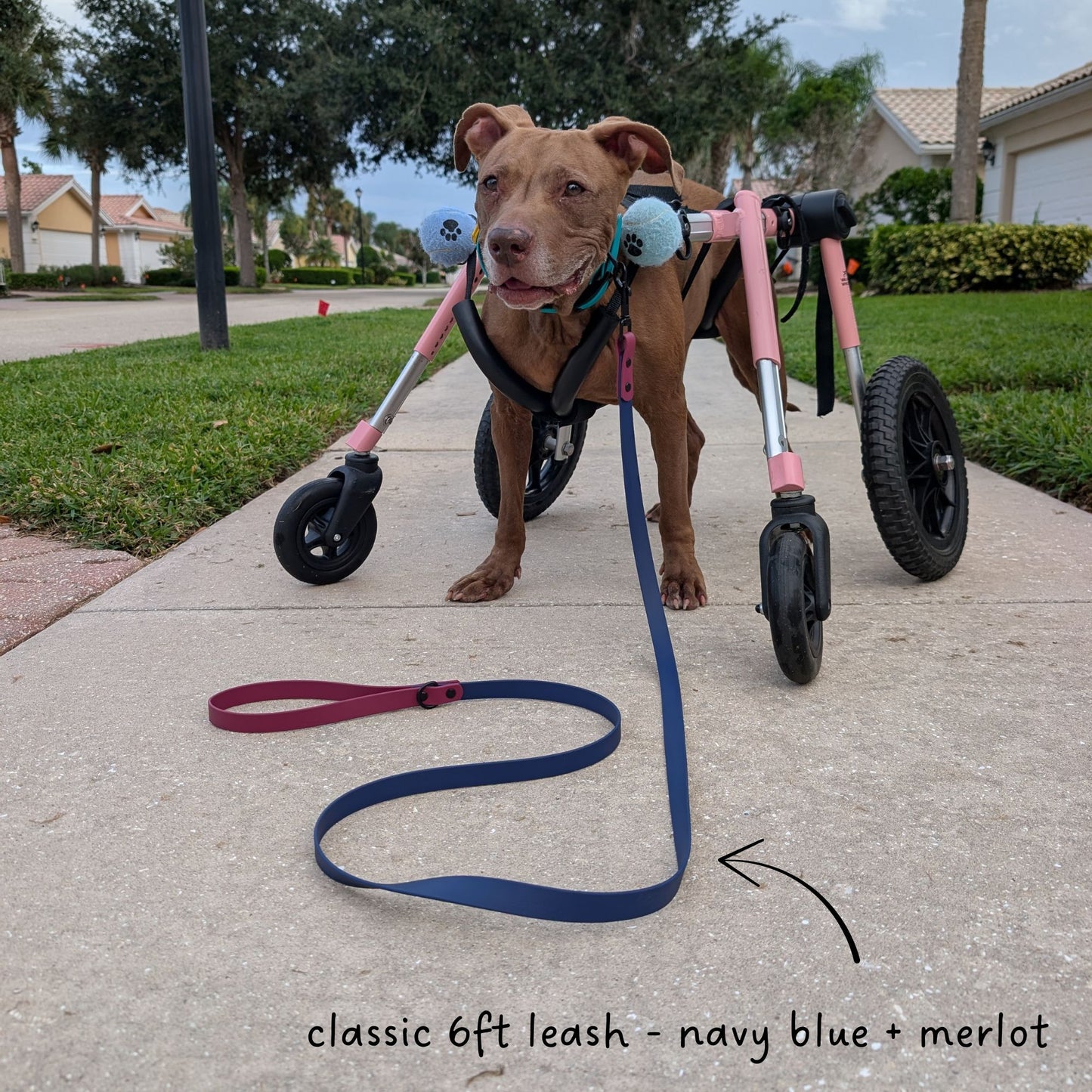 Brown dog in a pink wheelchair with a two tone biothane leash in navy blue and merlot. 
