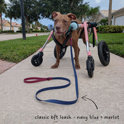 Brown dog in a pink wheelchair with a two tone biothane leash in navy blue and merlot. 