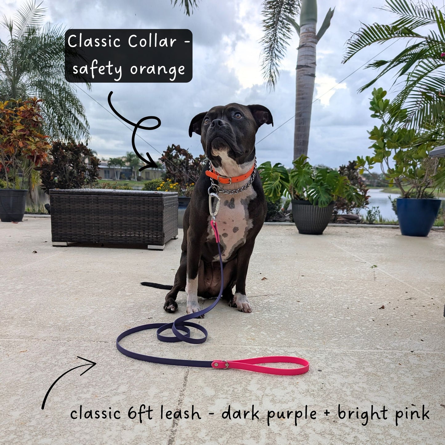 Dog wearing a safety orange collar and dark purple + bright pink leash on a patio with plants and water in the background.