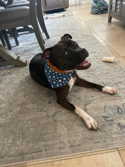 Black dog wearing a blue bandana featuring bees and white flowers