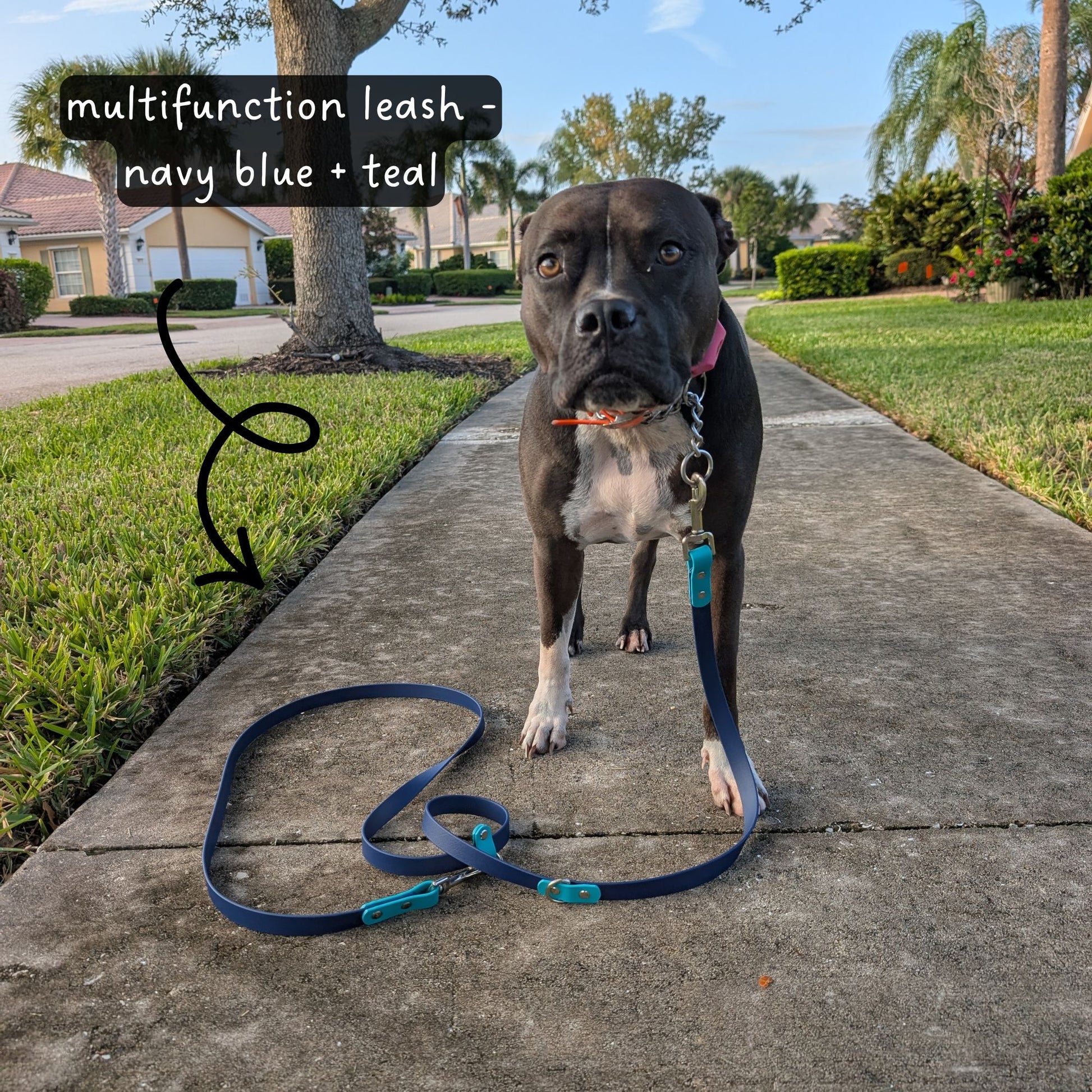 Black dog on a sidewalk with a multifunctional leash in navy blue and teal, labeled 'multifunctional leash - navy blue + teal'.