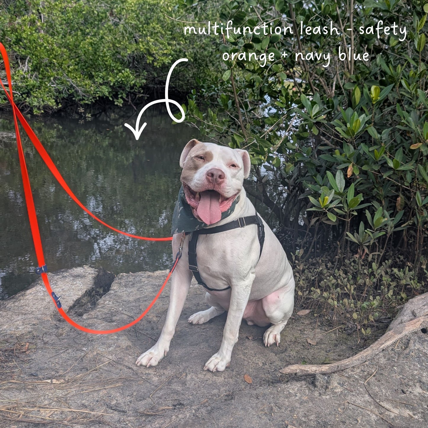 Smiling dog sitting on a rock by a body of water with a bright orange leash, surrounded by greenery.