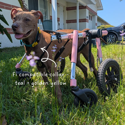 Dog in a wheelchair with a teal and golden yellow collar in a grassy area. Text explains that collar is Fi Compatible