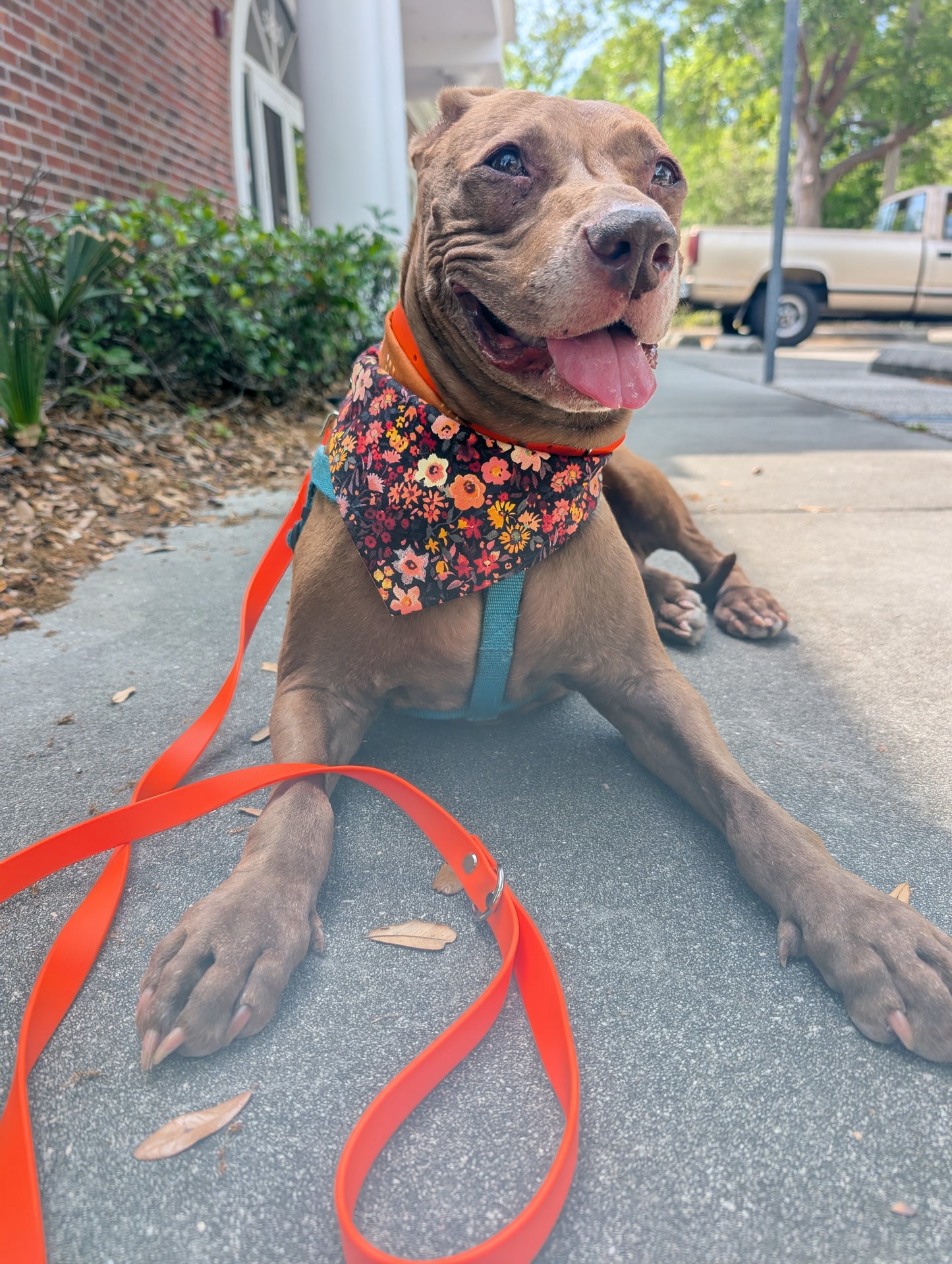 Brown dog wearing a colorful floral bandana 