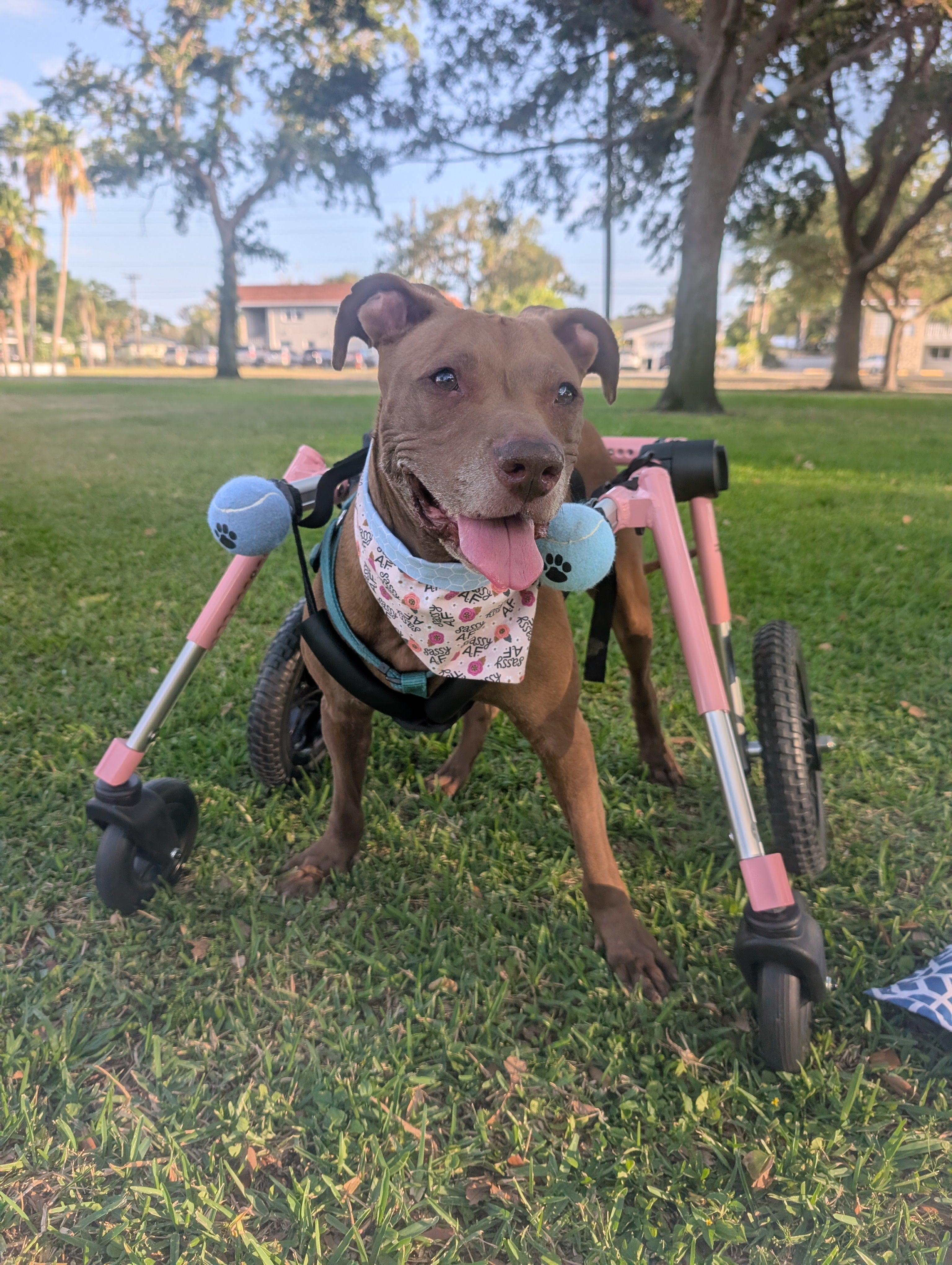 Dog in a pink wheelchair on grass with trees in the background. The dog is smiling and wearing a pink and blue 'Sassy AF' bandana that matches her wheelchair. 