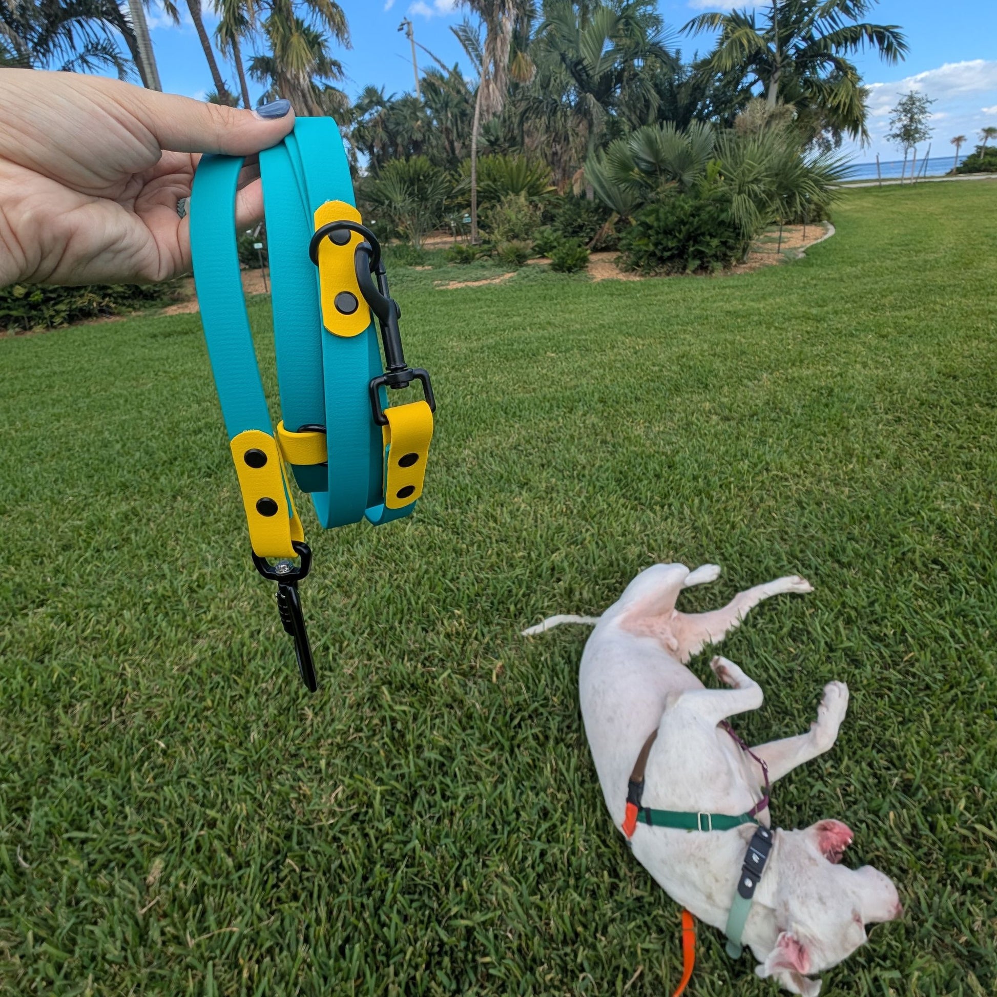 Person holding a teal and yellow multifunction dog leash with a white dog rolling on grass in the background