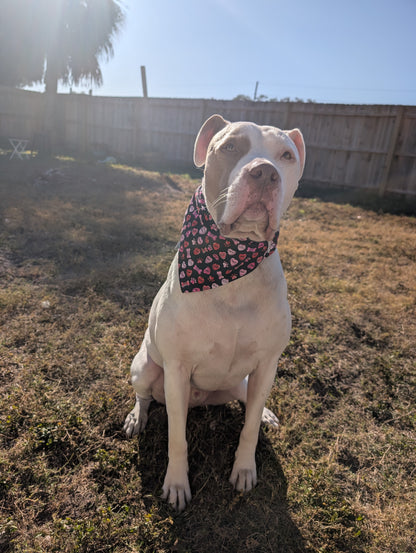White dog wearing a black valentines day bandana. He is sitting in a yard waiting for a treat.