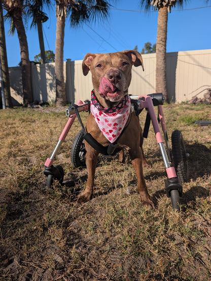 Dog in a wheelchair on grass with palm trees in the background. She is brown and wearing a pink valentines day bandana while licking her lips waiting for a treat